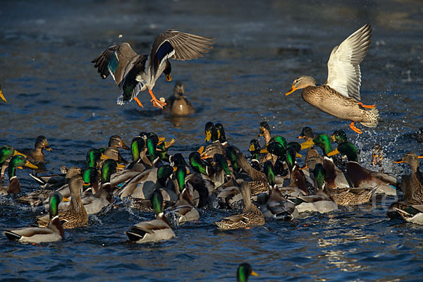 Stockente (Anas platyrhynchos)