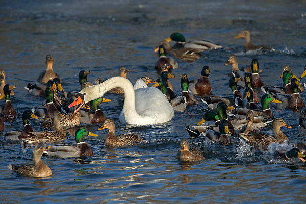 Stockente (Anas platyrhynchos)