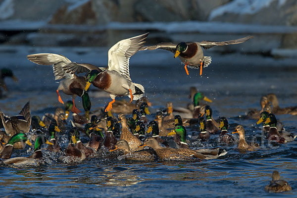 Stockente (Anas platyrhynchos)