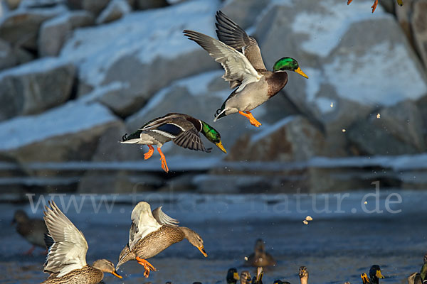 Stockente (Anas platyrhynchos)