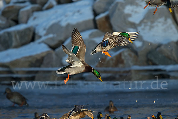 Stockente (Anas platyrhynchos)