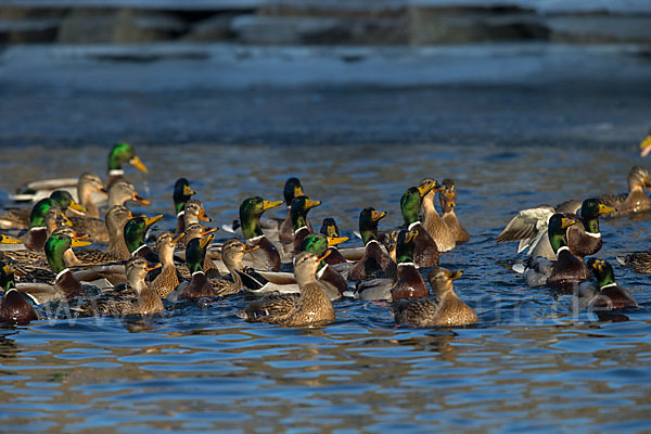 Stockente (Anas platyrhynchos)