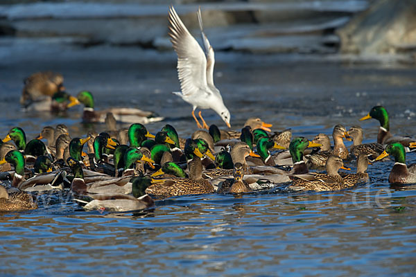 Stockente (Anas platyrhynchos)