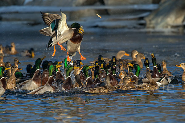 Stockente (Anas platyrhynchos)