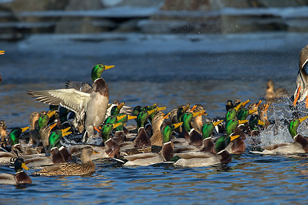 Stockente (Anas platyrhynchos)