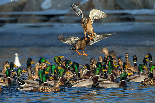 Stockente (Anas platyrhynchos)