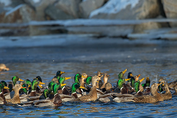 Stockente (Anas platyrhynchos)