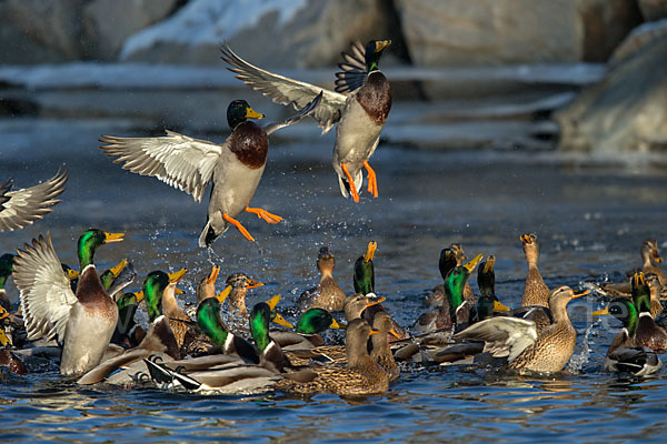 Stockente (Anas platyrhynchos)