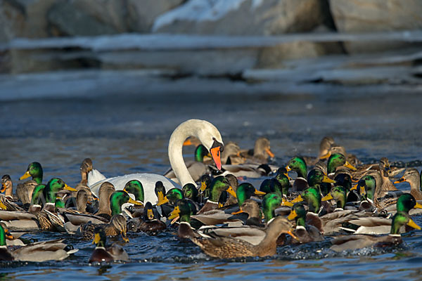 Stockente (Anas platyrhynchos)