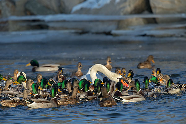 Stockente (Anas platyrhynchos)