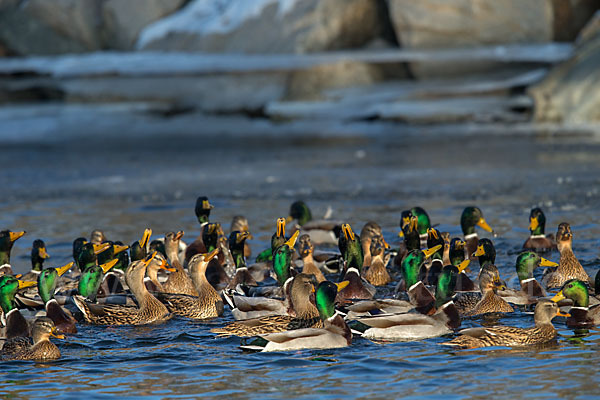 Stockente (Anas platyrhynchos)