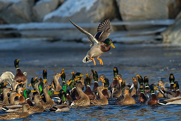 Stockente (Anas platyrhynchos)