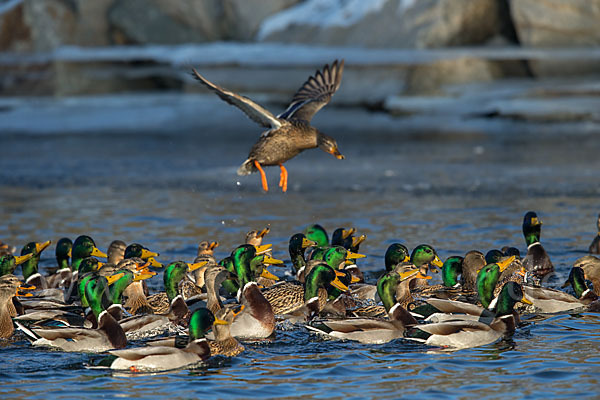 Stockente (Anas platyrhynchos)