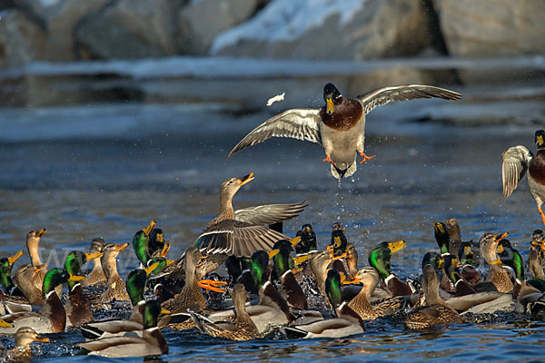 Stockente (Anas platyrhynchos)