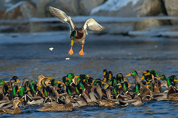 Stockente (Anas platyrhynchos)