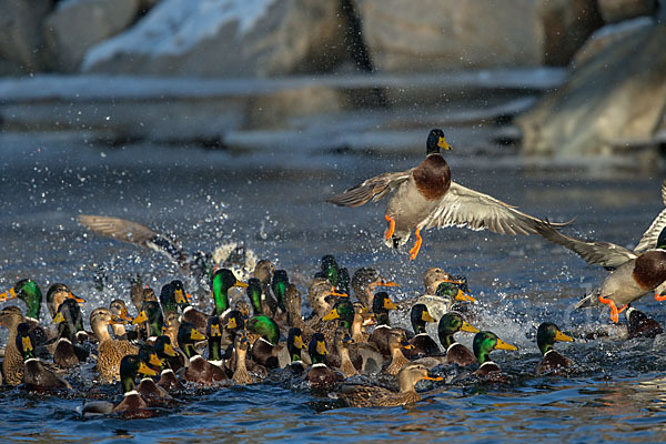 Stockente (Anas platyrhynchos)