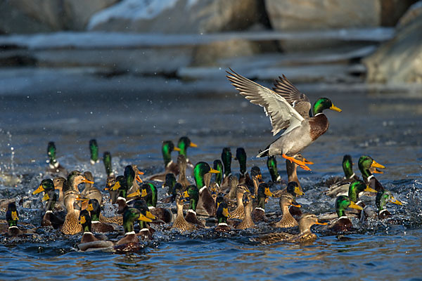 Stockente (Anas platyrhynchos)