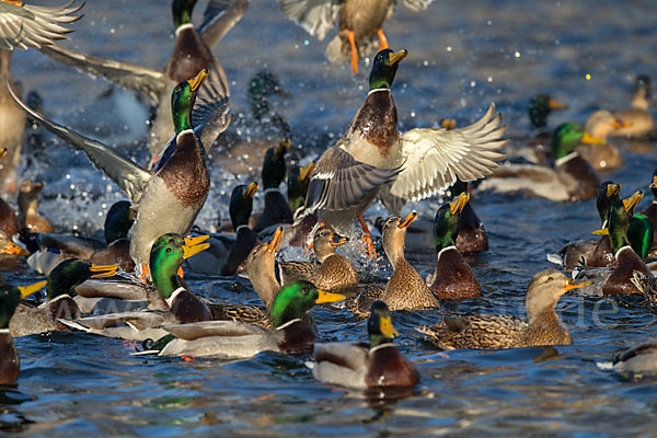 Stockente (Anas platyrhynchos)