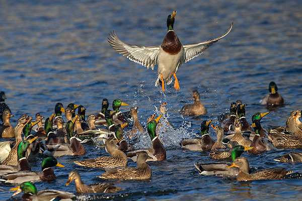 Stockente (Anas platyrhynchos)