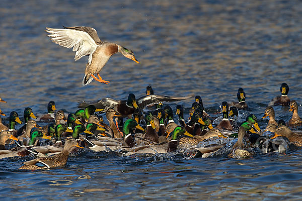 Stockente (Anas platyrhynchos)