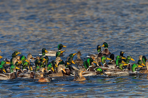 Stockente (Anas platyrhynchos)