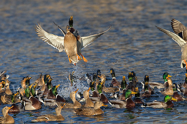 Stockente (Anas platyrhynchos)