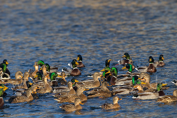 Stockente (Anas platyrhynchos)