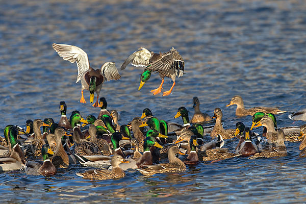 Stockente (Anas platyrhynchos)