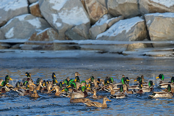 Stockente (Anas platyrhynchos)