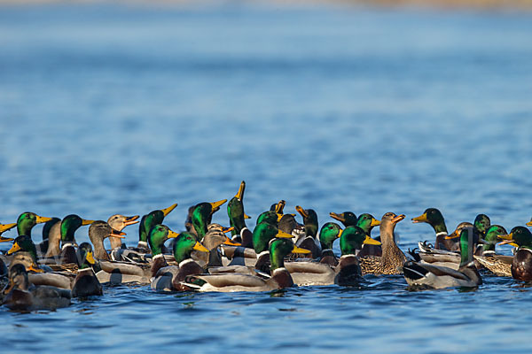 Stockente (Anas platyrhynchos)