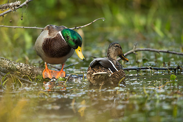 Stockente (Anas platyrhynchos)