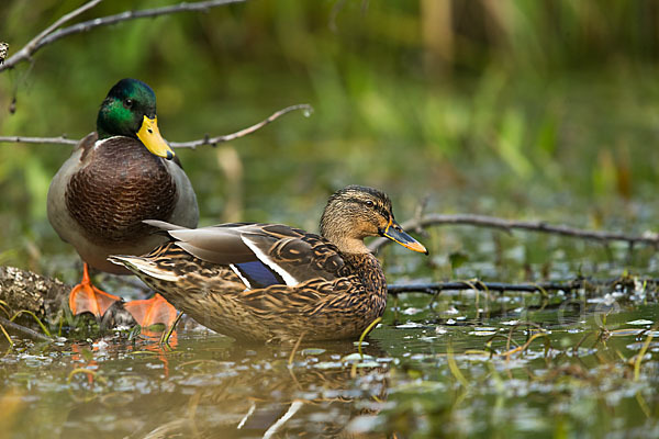 Stockente (Anas platyrhynchos)