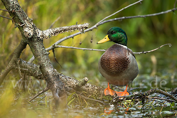 Stockente (Anas platyrhynchos)