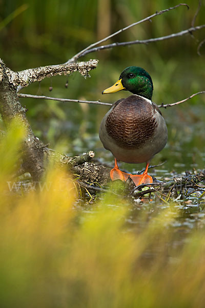 Stockente (Anas platyrhynchos)