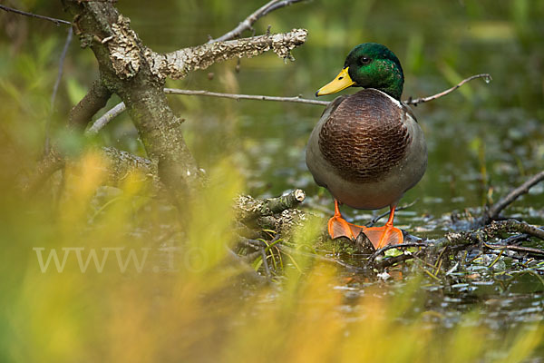 Stockente (Anas platyrhynchos)