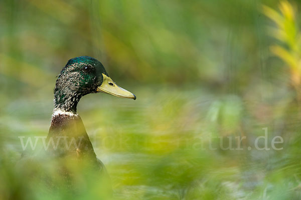 Stockente (Anas platyrhynchos)