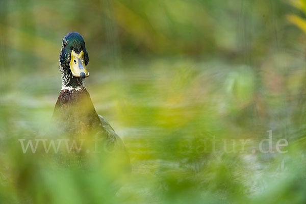 Stockente (Anas platyrhynchos)