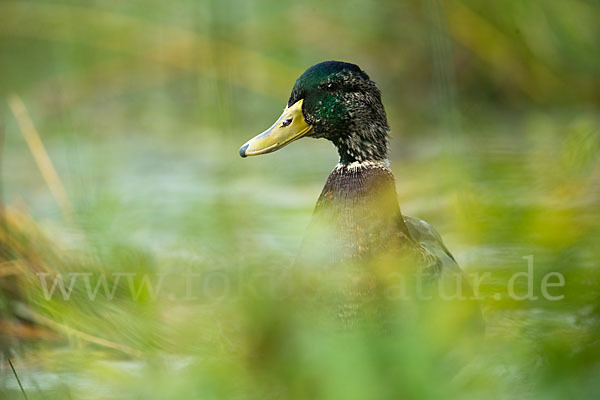 Stockente (Anas platyrhynchos)