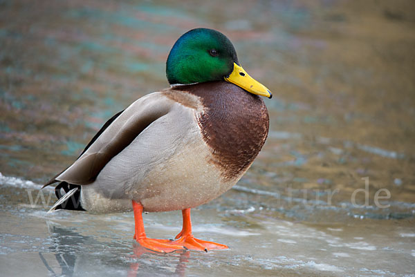 Stockente (Anas platyrhynchos)