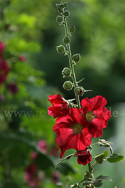 Stockrose (Alcea rosea)