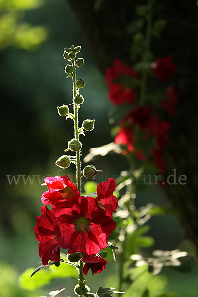 Stockrose (Alcea rosea)