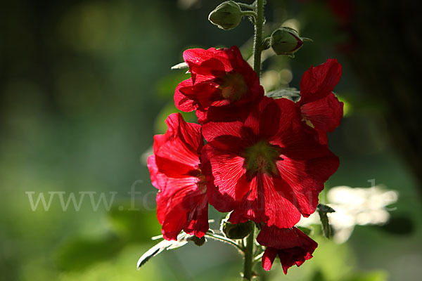 Stockrose (Alcea rosea)