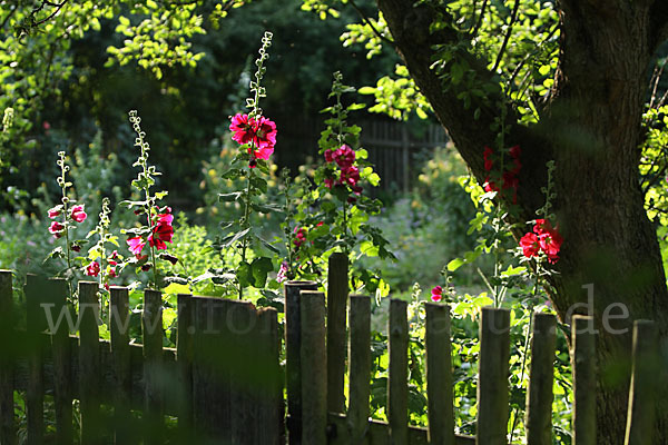 Stockrose (Alcea rosea)