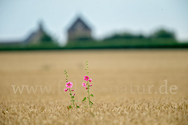 Stockrose (Alcea rosea)