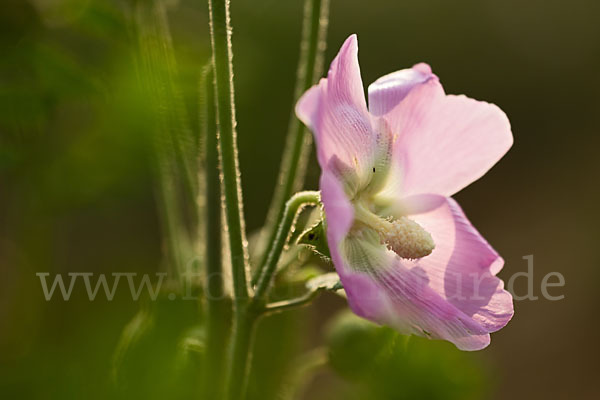 Stockrose spec. (Alcea heldreichii)