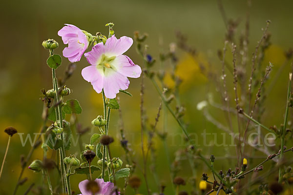 Stockrose spec. (Alcea heldreichii)