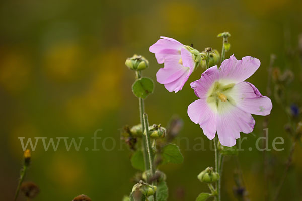 Stockrose spec. (Alcea heldreichii)