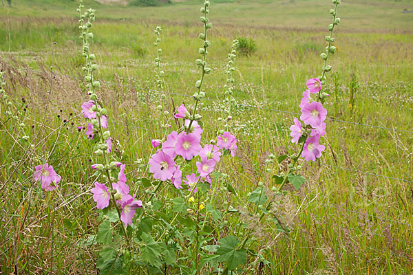 Stockrose spec. (Alcea heldreichii)