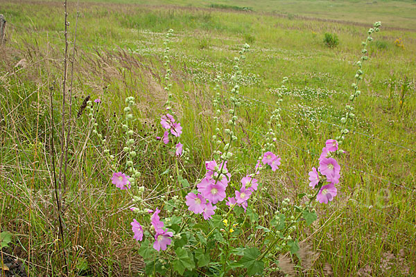 Stockrose spec. (Alcea heldreichii)