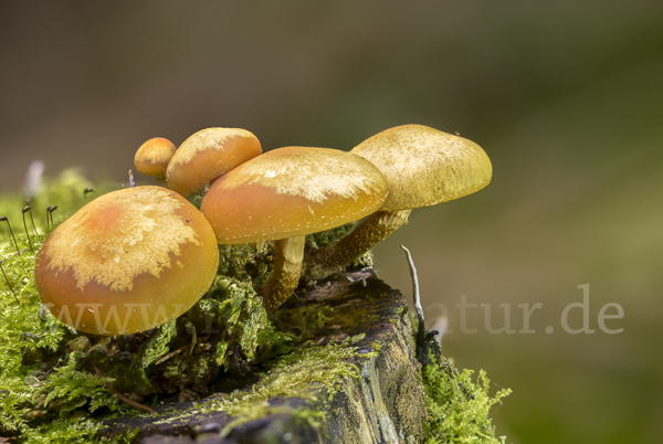 Stockschwämmchen (Kuehneromyces mutabilis)